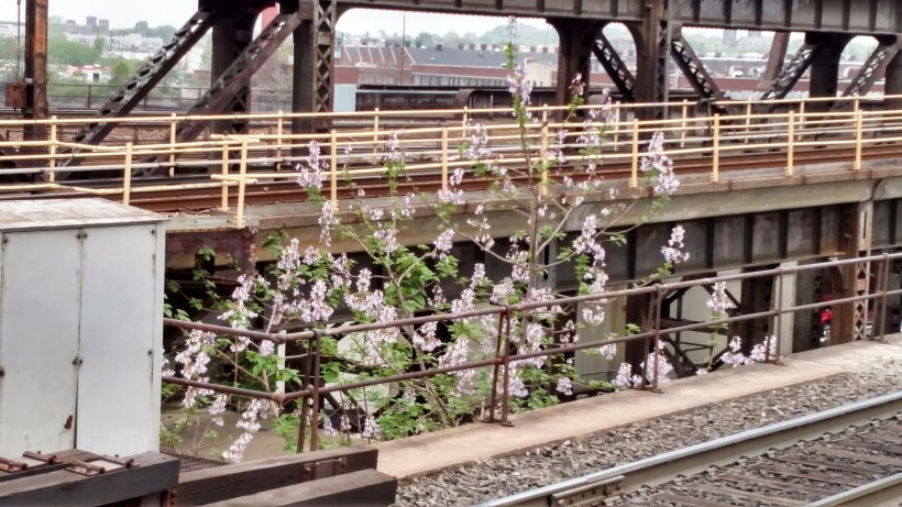 Tree under a train station