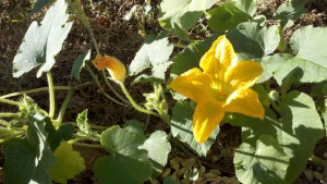 Pumpkin blossom in the sun